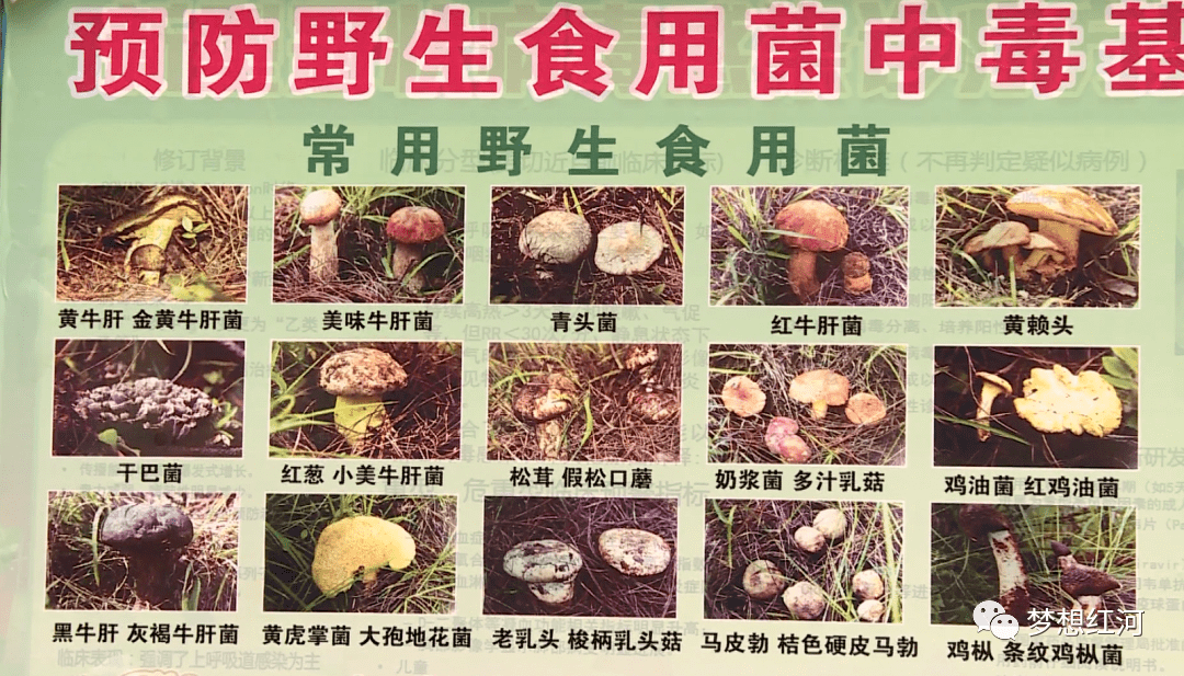 红河县野生菌大量上市尝鲜需谨慎(图4)