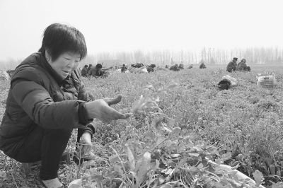 荠荠菜成半岛bandao体育为致富“黄金菜”(图1)