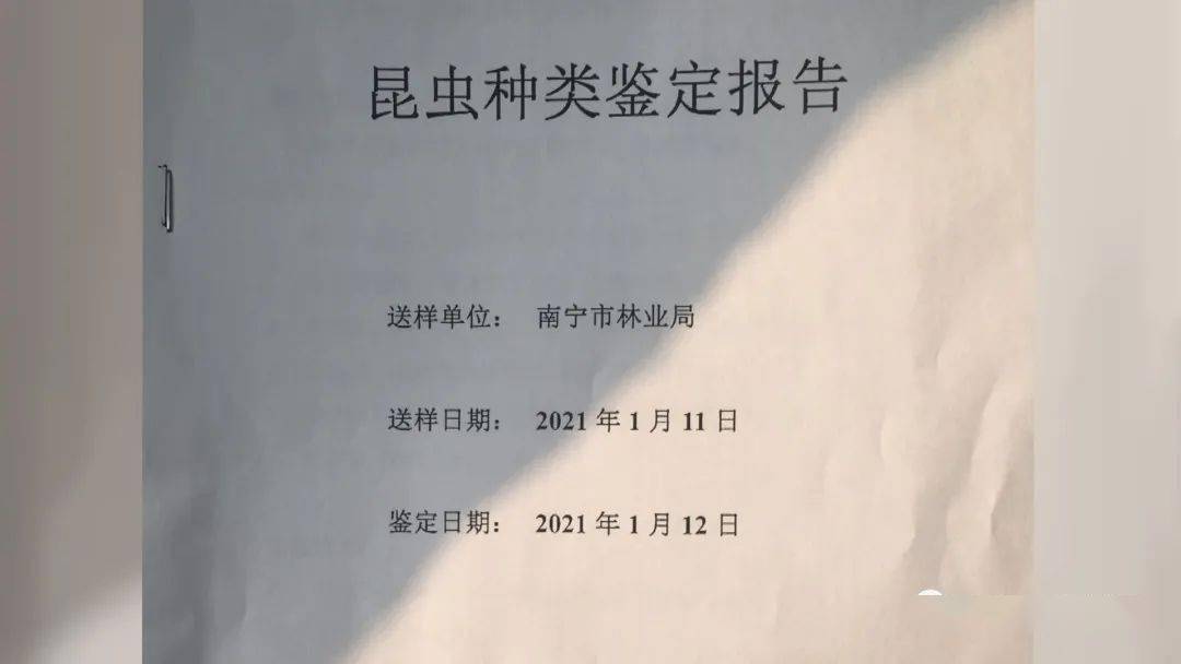 被禁了广西很多人都在养的“竹虫”成了害虫养殖户亏大BOB半岛·体育官方平台了(图5)