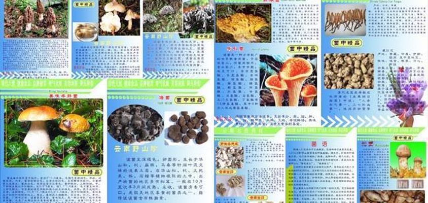 野生菌量少价高人工菌品种丰富(图1)