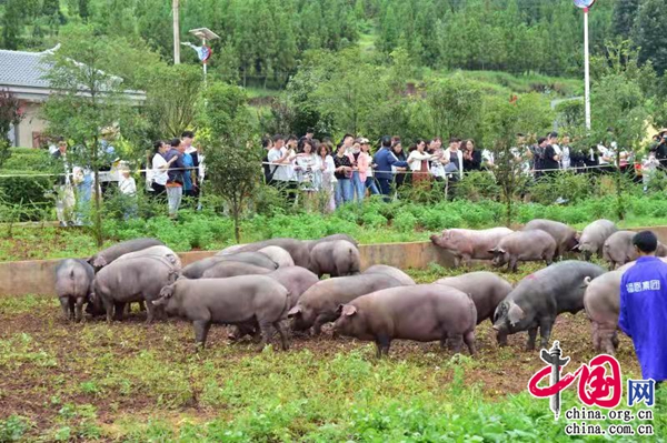 宣威火腿产业突破传统优化升级走向市场(图4)